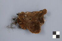 Phellinus piceinus image